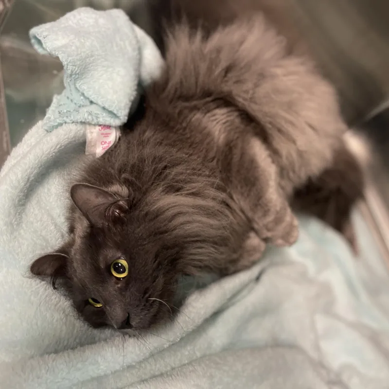 Blueberry  @ Livonia thumbnail 2