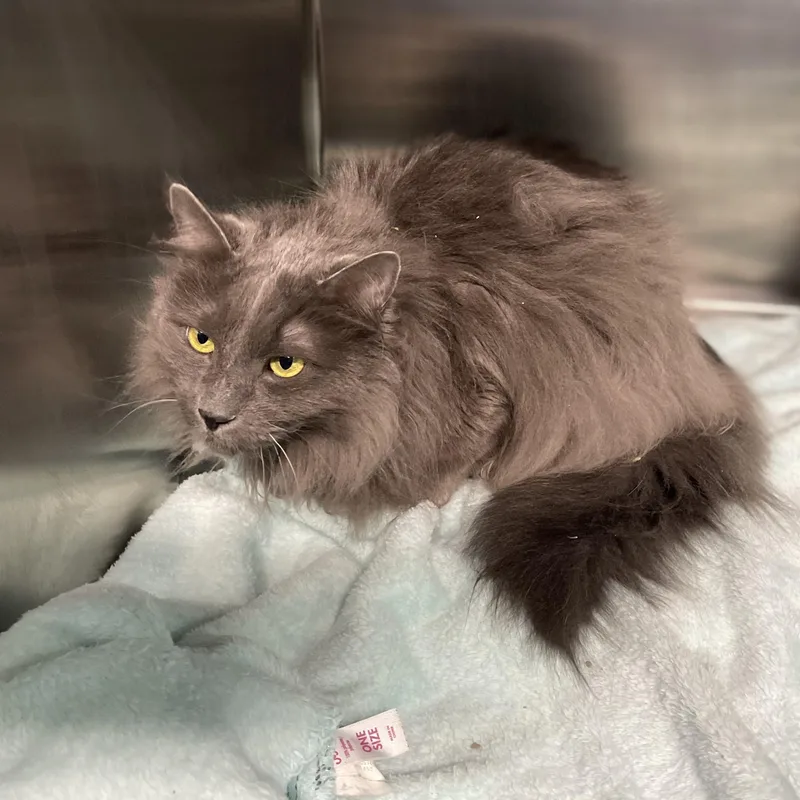 Blueberry  @ Livonia thumbnail 3