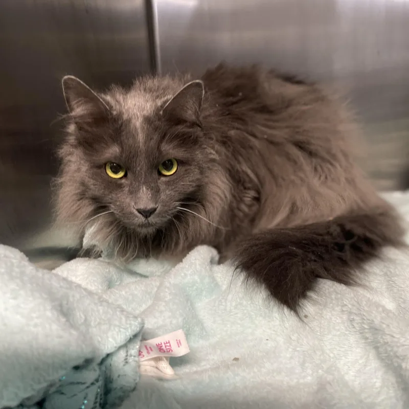 Blueberry  @ Livonia thumbnail 5