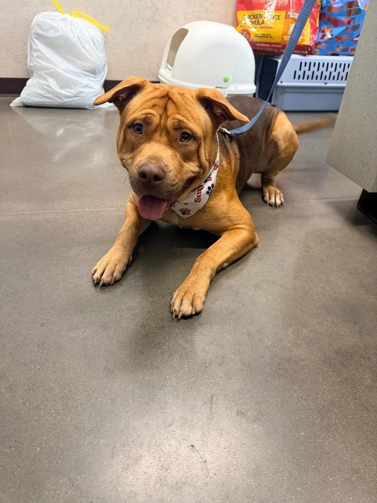 A young large-sized male American Staffordshire Terrier dog named Korbon for adoption in Clarksville, TN