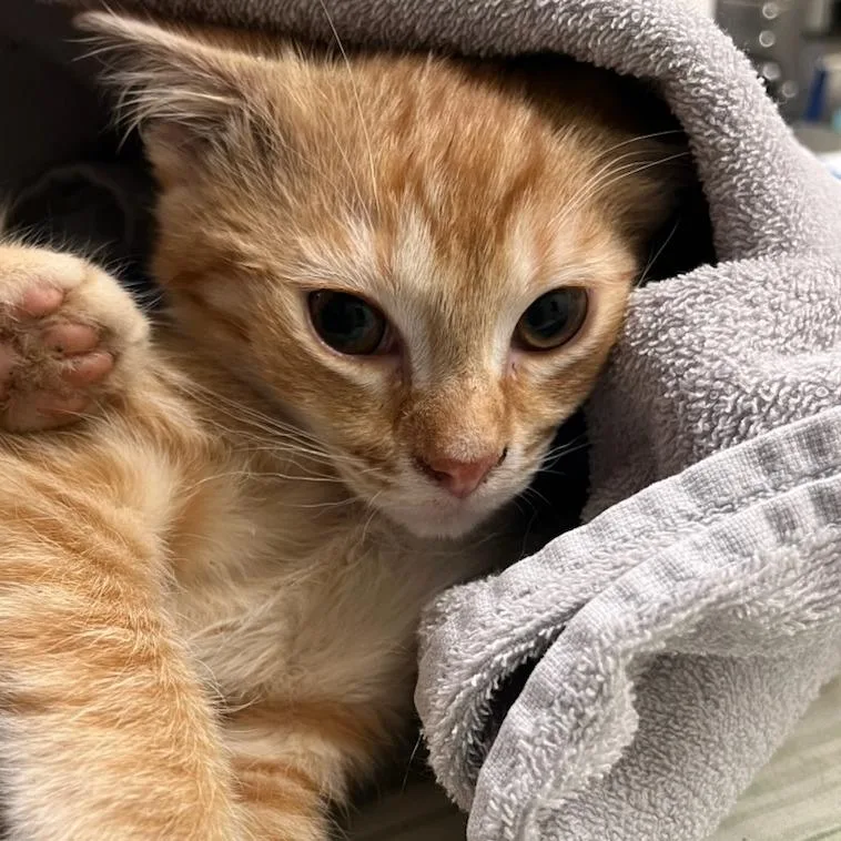 A baby small-sized female Orange / Red Domestic Short Hair cat named Alyssa for adoption in Charlottesville, VA