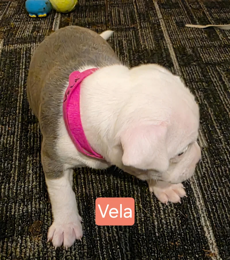 Vela Stardust  Local thumbnail 2