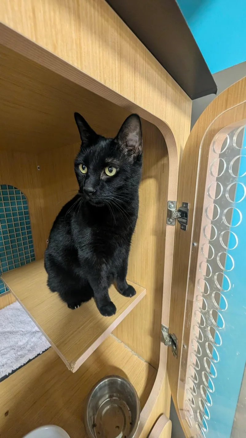 A senior large-sized male Black Domestic Short Hair cat named Aaron for adoption in Holbrook, NY