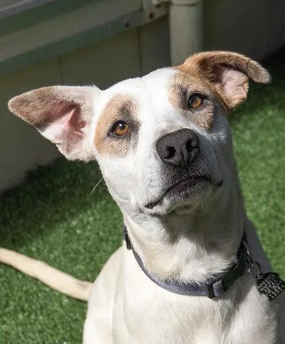 An adult medium-sized male White / Cream Terrier dog named Mcnaldo for adoption in Encinitas, CA