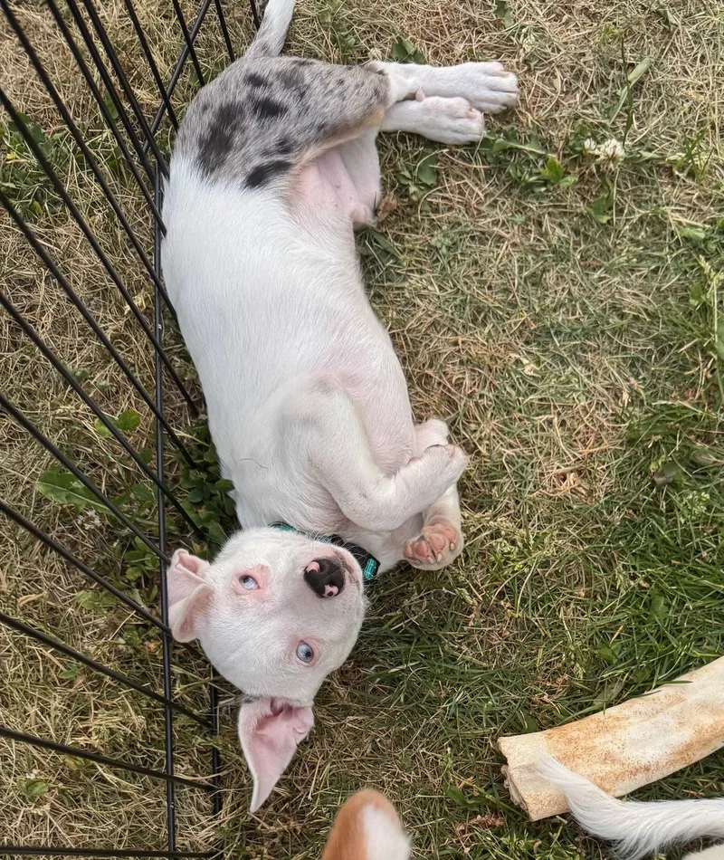A baby small-sized male Chihuahua dog named Aster for adoption in Mukwonago, WI