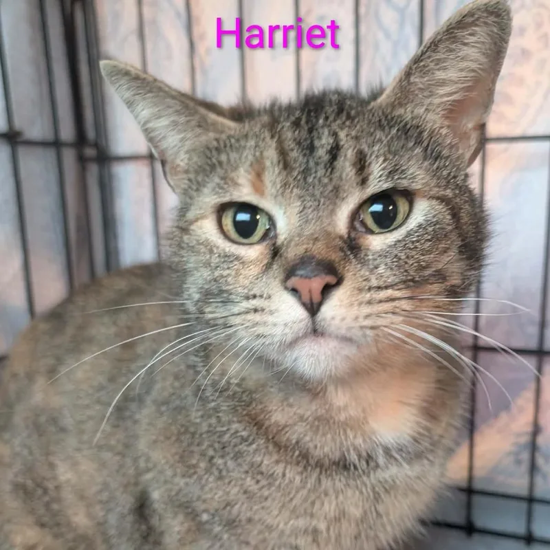 A young small-sized female Torbie Domestic Short Hair cat named Harriet for adoption in Carmel, IN