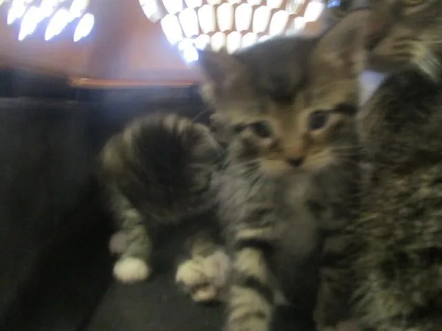 A baby small-sized female Domestic Short Hair cat named Peanut for adoption in Ocala, FL