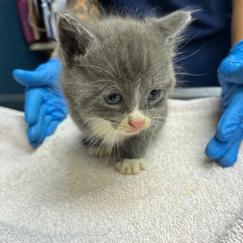 A baby small-sized male Domestic Medium Hair cat named Sir Meatball for adoption in Newark, NJ