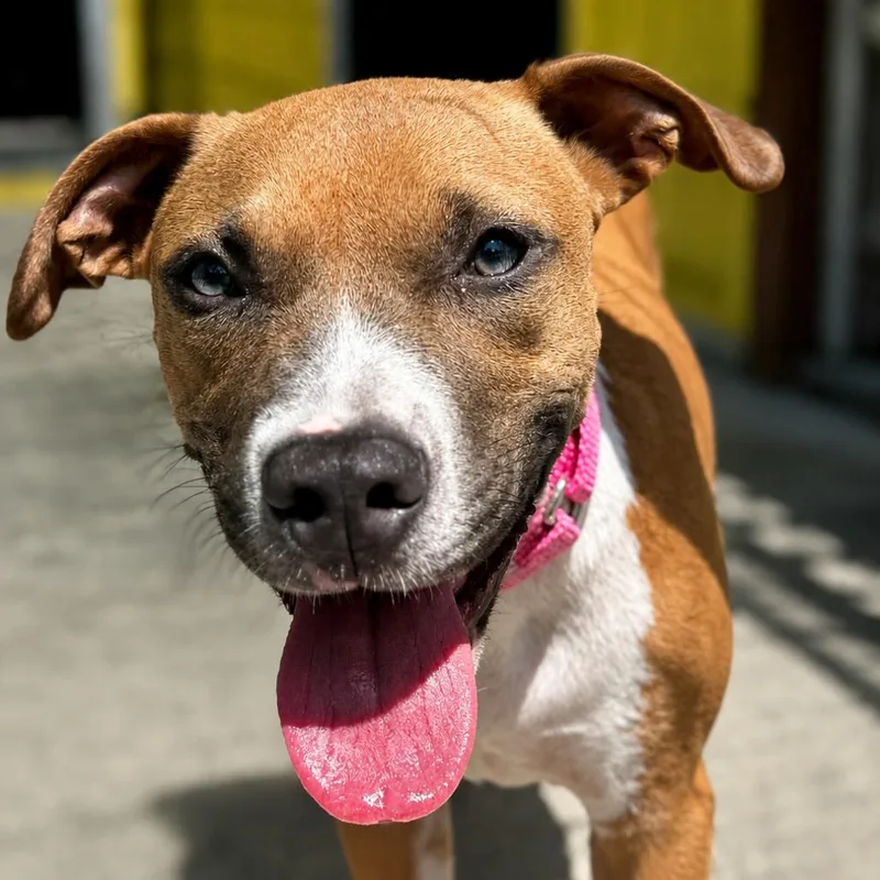 A baby medium-sized female Brown / Chocolate Mixed Breed dog named Terri for adoption in Bradenton, FL