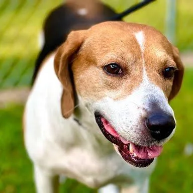 An adult large-sized female Treeing Walker Coonhound dog named Sadie for adoption in Knoxville, TN
