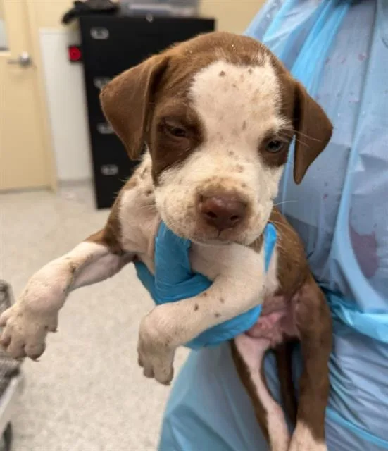 A baby small-sized male Pointer dog named Darwin for adoption in San Antonio, TX