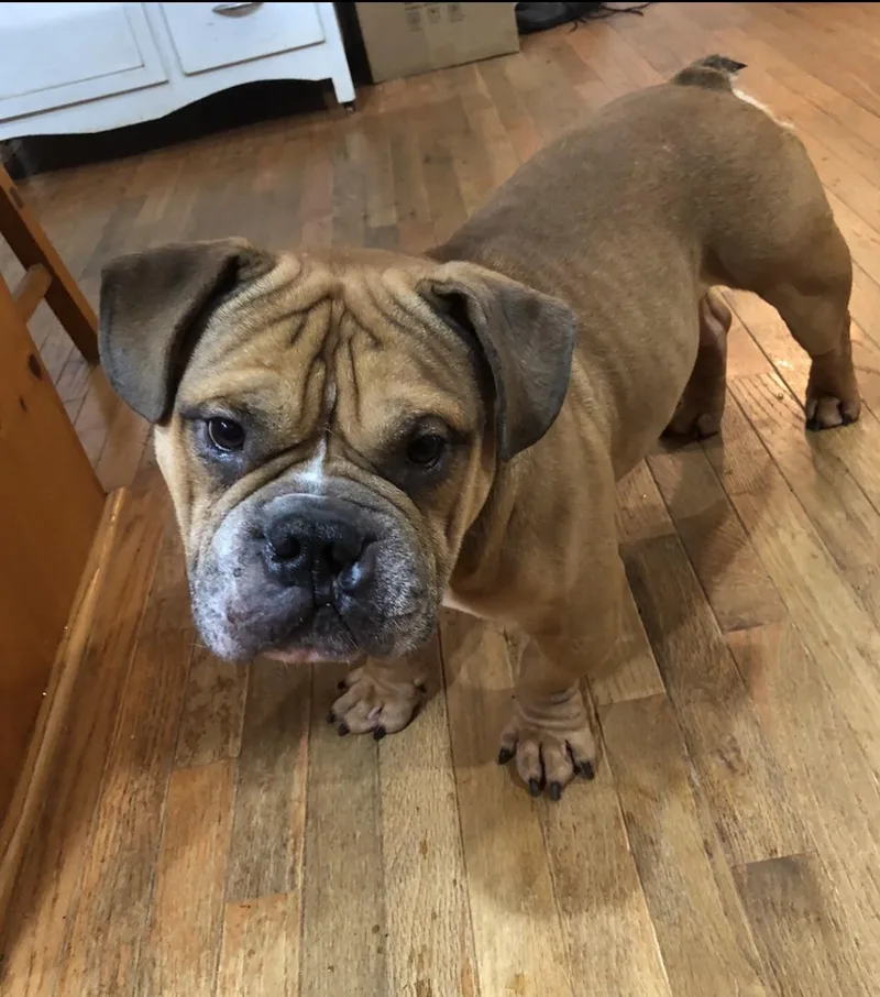 An adult medium-sized male American Bulldog dog named Kirby for adoption in Sautee Nacoochee, GA
