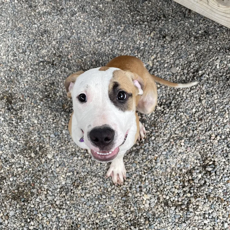 A baby medium-sized male Staffordshire Bull Terrier dog named Ritz for adoption in Oxford, MI