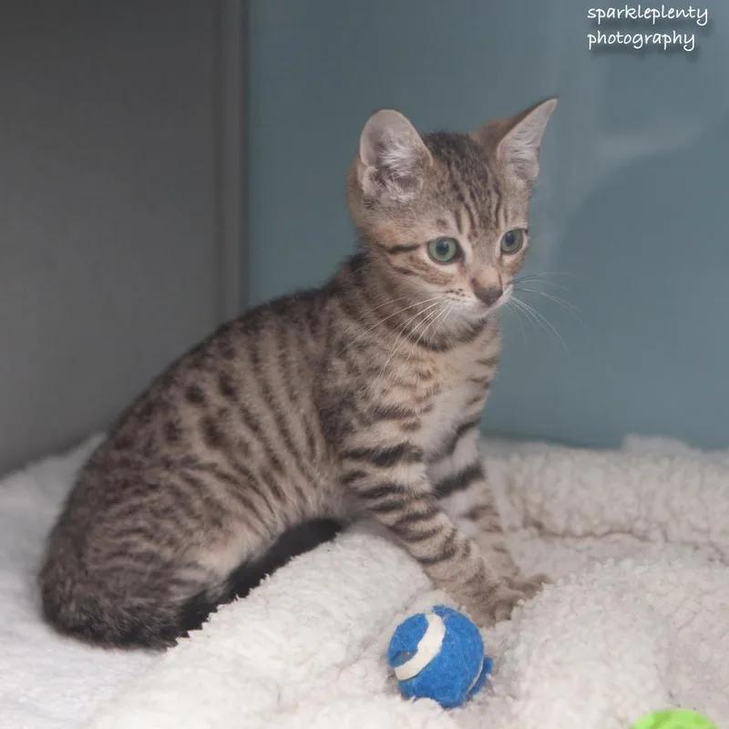 A baby medium-sized male Tabby (Brown / Chocolate) Domestic Short Hair cat named Kermes for adoption in Ridgefield, CT