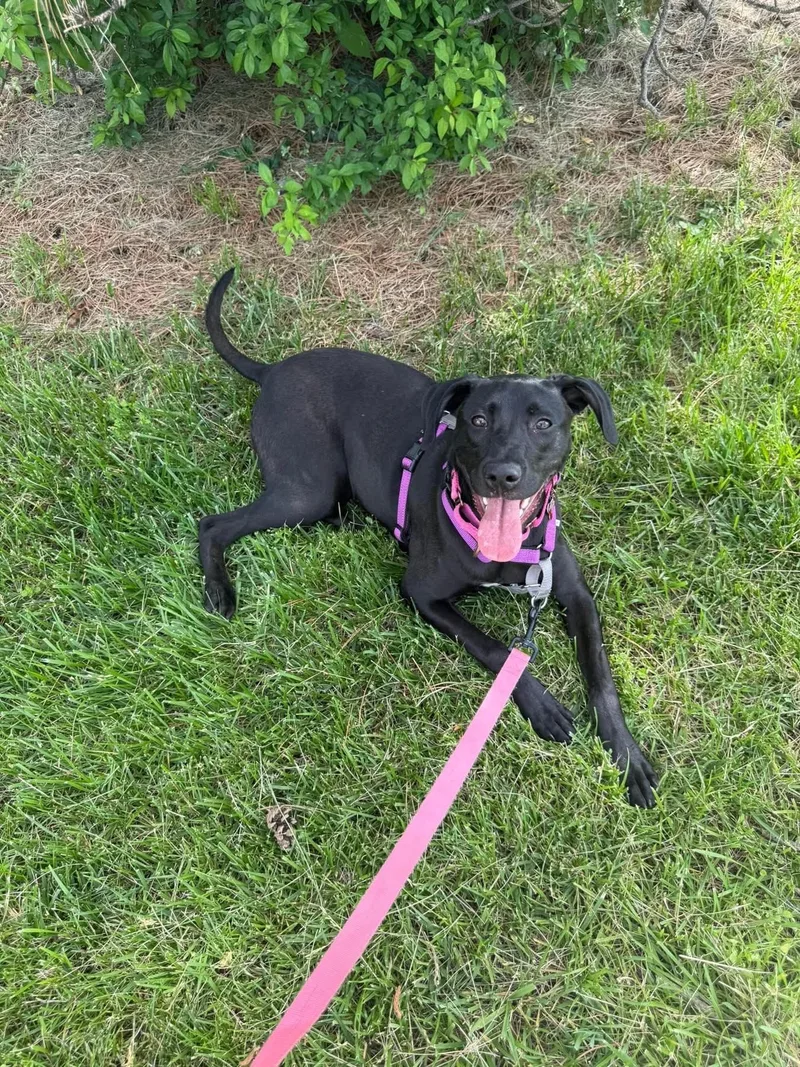 A young medium-sized female Black Labrador Retriever dog named Joy for adoption in Columbia, MO