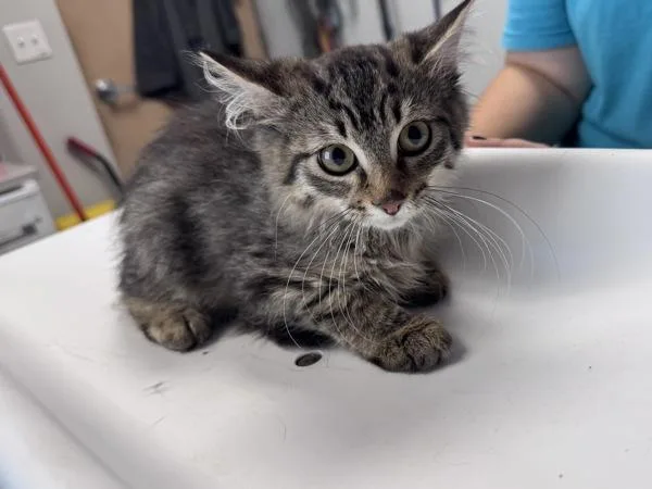 A baby small-sized male Domestic Short Hair cat named Truck for adoption in Salt Lake City, UT