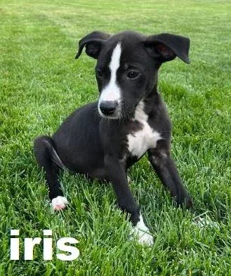 A baby small-sized female Labrador Retriever dog named Iris for adoption in Owatonna, MN