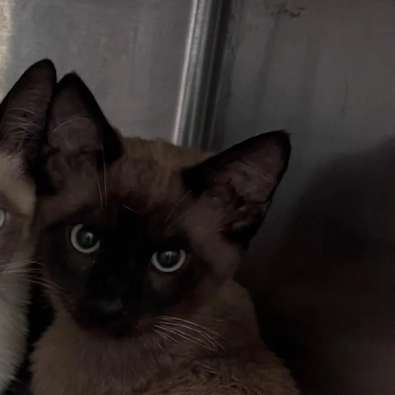 A baby small-sized male Seal Point Domestic Short Hair cat named Oyster for adoption in Norman, OK