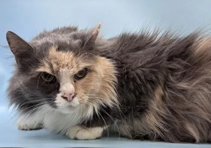 An adult small-sized female Domestic Long Hair cat named Becky for adoption in Coon Rapids, MN