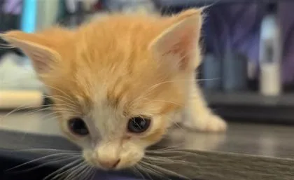 A baby small-sized male Domestic Short Hair cat named 61460330 for adoption in El Paso, TX