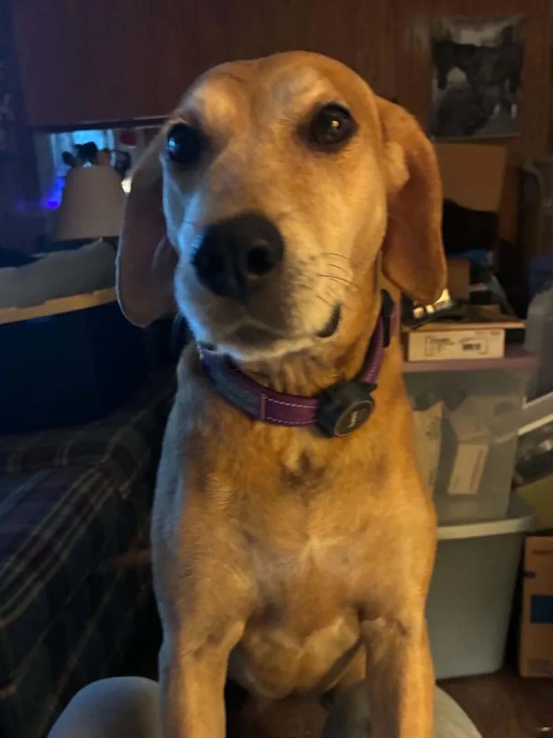 An adult medium-sized female Mountain Cur dog named Brandy for adoption in Cookeville, TN