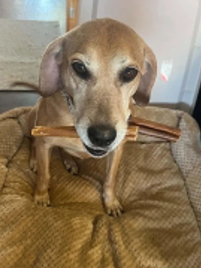 Brandy thumbnail 3