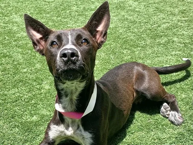 A young large-sized female Australian Kelpie dog named Cece for adoption in Moreno Valley, CA