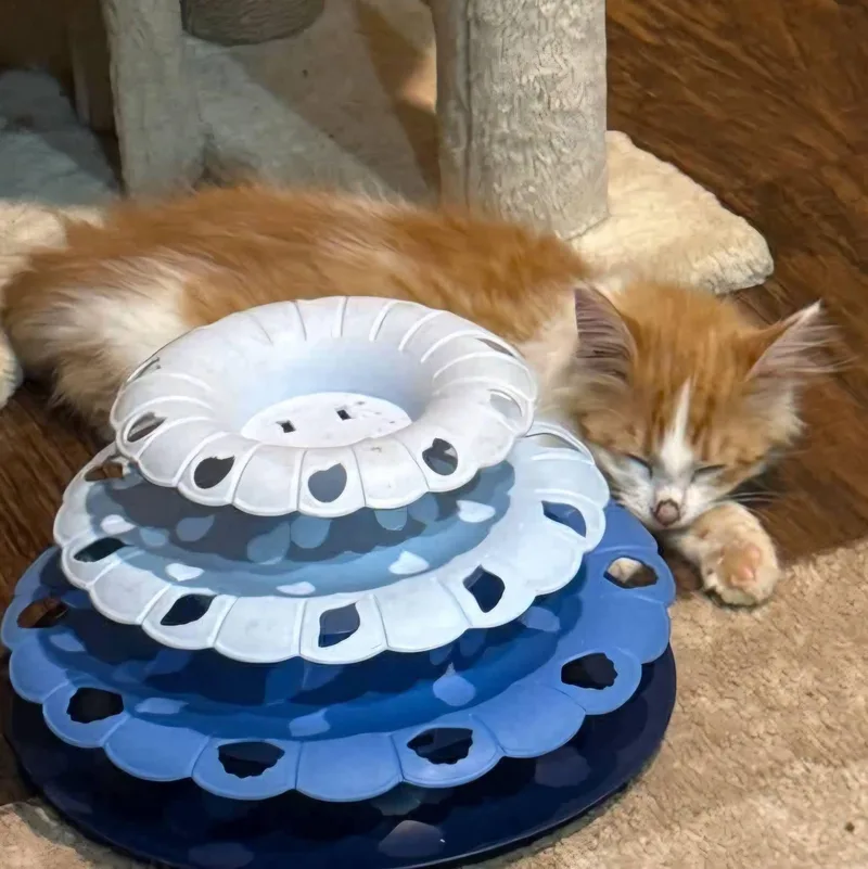 A baby medium-sized male Domestic Medium Hair cat named Pencil for adoption in Sioux City, IA