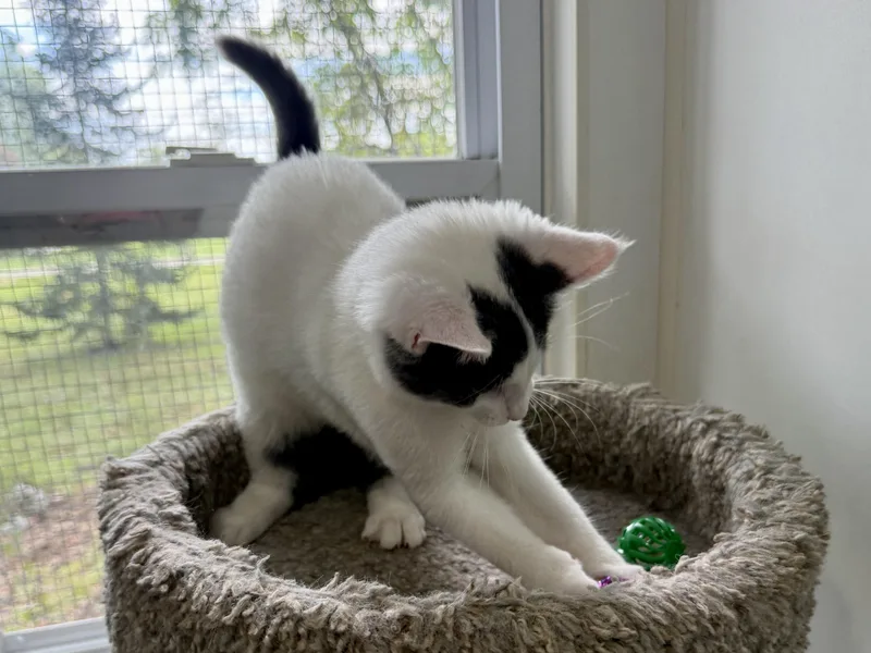 A young small-sized female Gray & White Domestic Short Hair cat named Harley for adoption in Ashland, OH