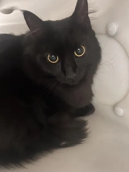 An adult medium-sized male Domestic Short Hair cat named Phineas for adoption in Daytona Beach, FL