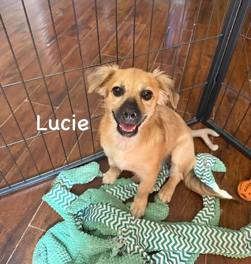 A baby small-sized female Havanese dog named Lucie for adoption in Phoenix, AZ