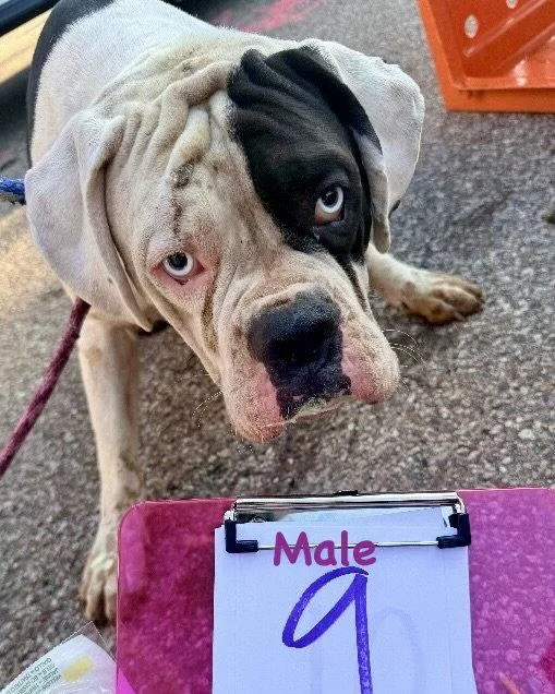 An adult large-sized male Boxer dog named Cincy Peru for adoption in Monticello, NY