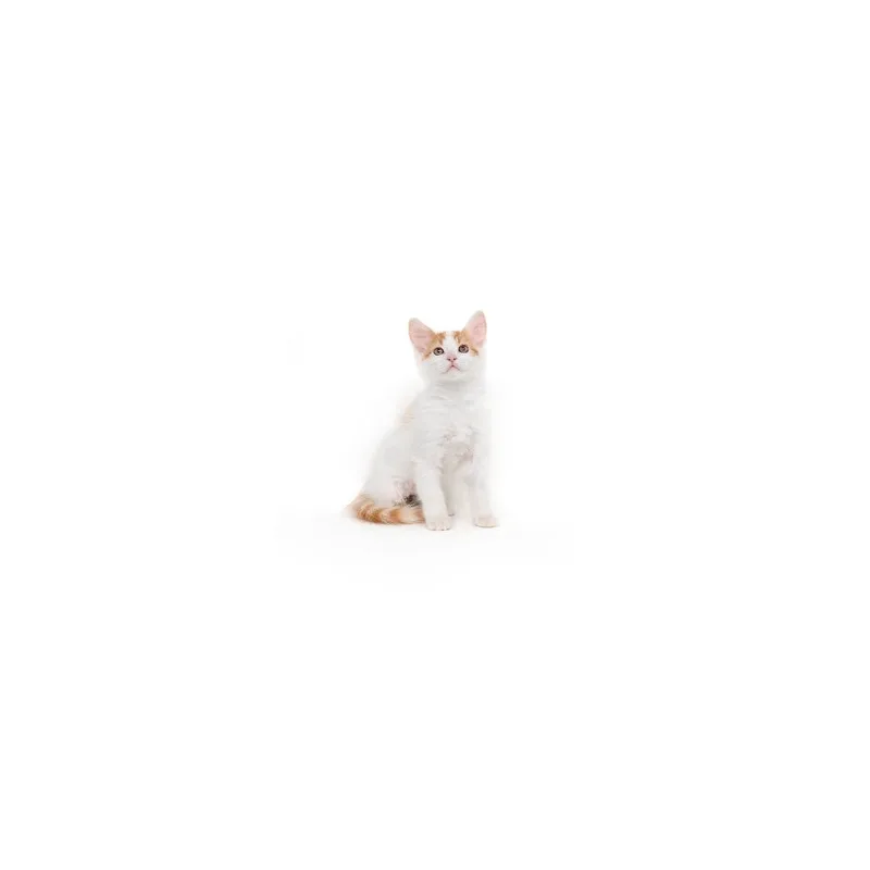A baby small-sized male White Domestic Short Hair cat named Garlic for adoption in Playa Vista, CA