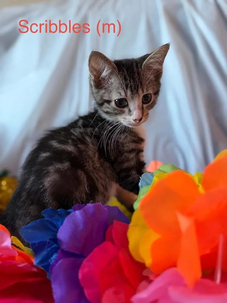 A baby small-sized male Tabby cat named Scribbles for adoption in Deltona, FL