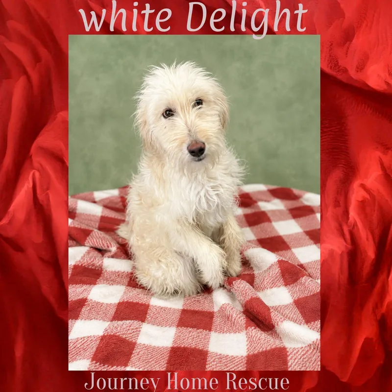 White Delight