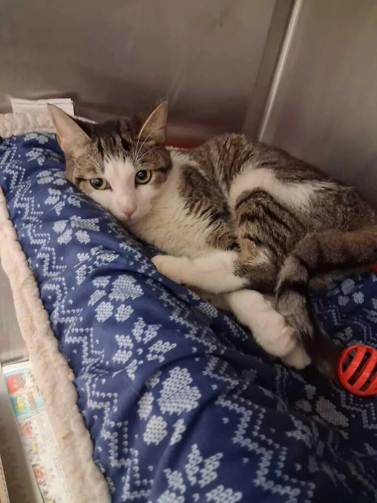 An adult small-sized female Black Domestic Short Hair cat named Silver for adoption in Cincinnati, OH