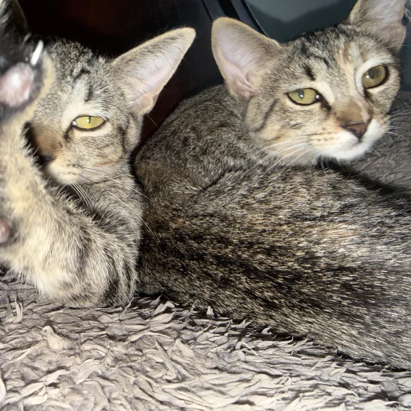 A baby medium-sized female Torbie Domestic Short Hair cat named Wren for adoption in Houston, TX