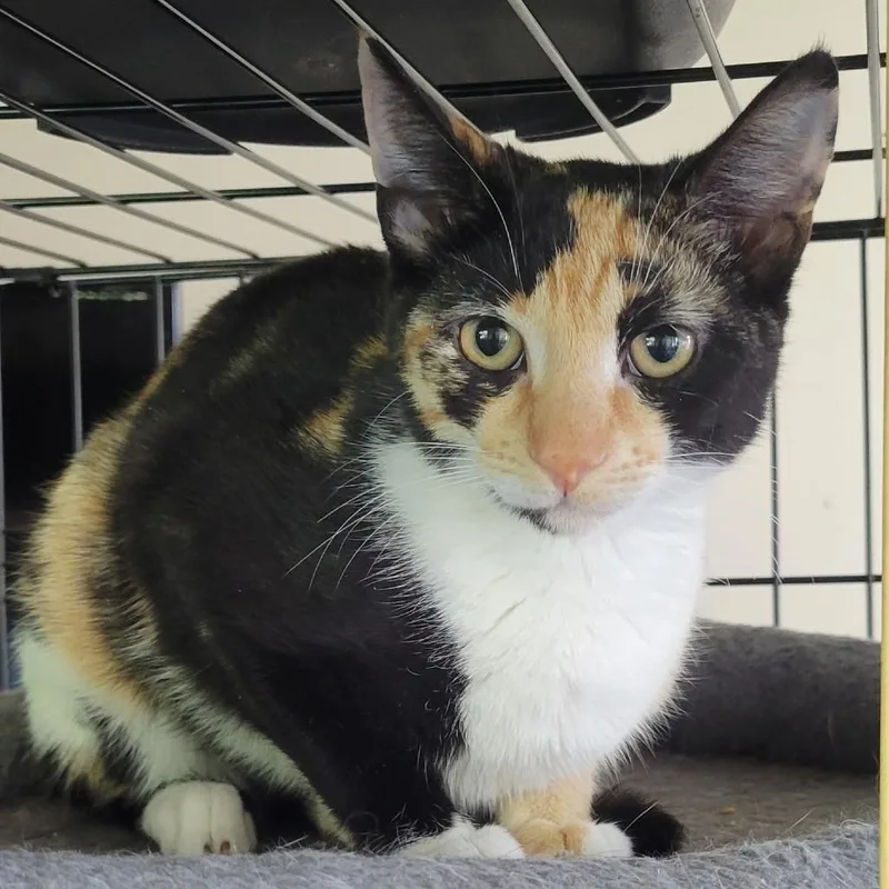 A young medium-sized female Calico Domestic Short Hair cat named Junie for adoption in Boston, MA