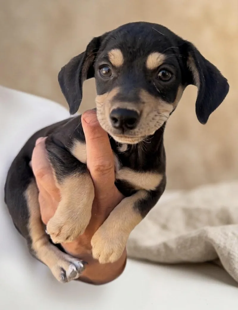 A baby small-sized male Miniature Dachshund dog named Arlo for adoption in Casa Grande, AZ