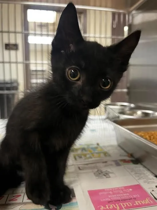 A baby large-sized male Domestic Short Hair cat named Shadow for adoption in Nacogdoches, TX