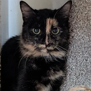 An adult medium-sized female Tortoiseshell Domestic Short Hair cat named Miranda for adoption in Shippenville, PA