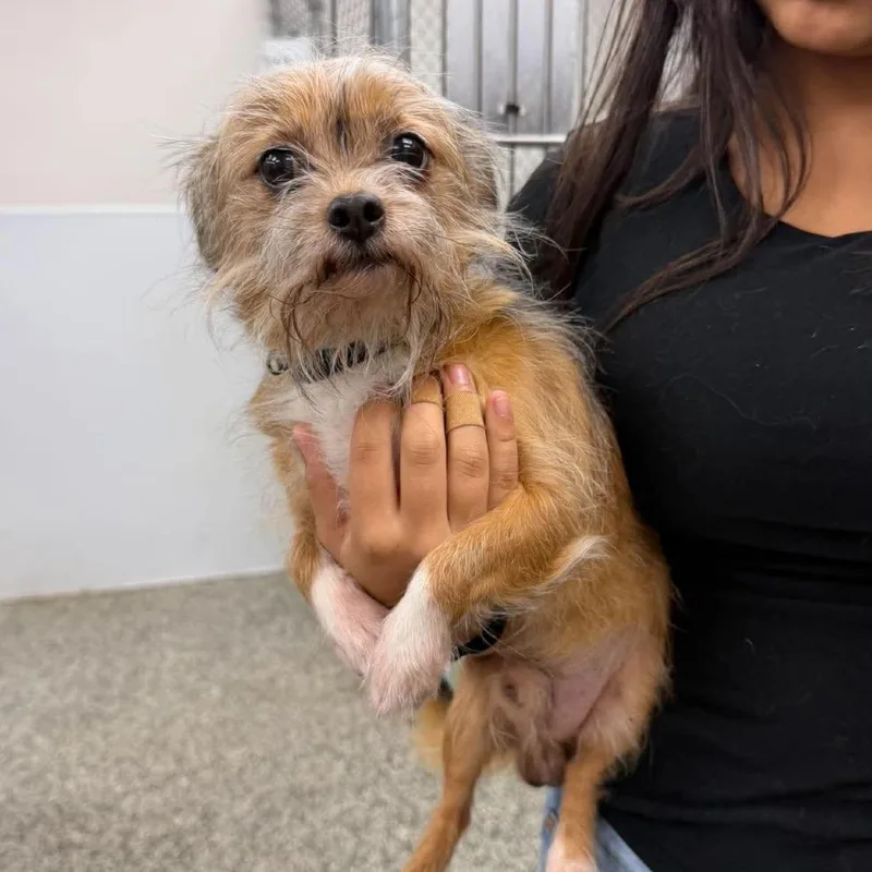 A senior small-sized male Yellow / Tan / Blond / Fawn Mixed Breed dog named Gibby for adoption in Fredericksburg, VA
