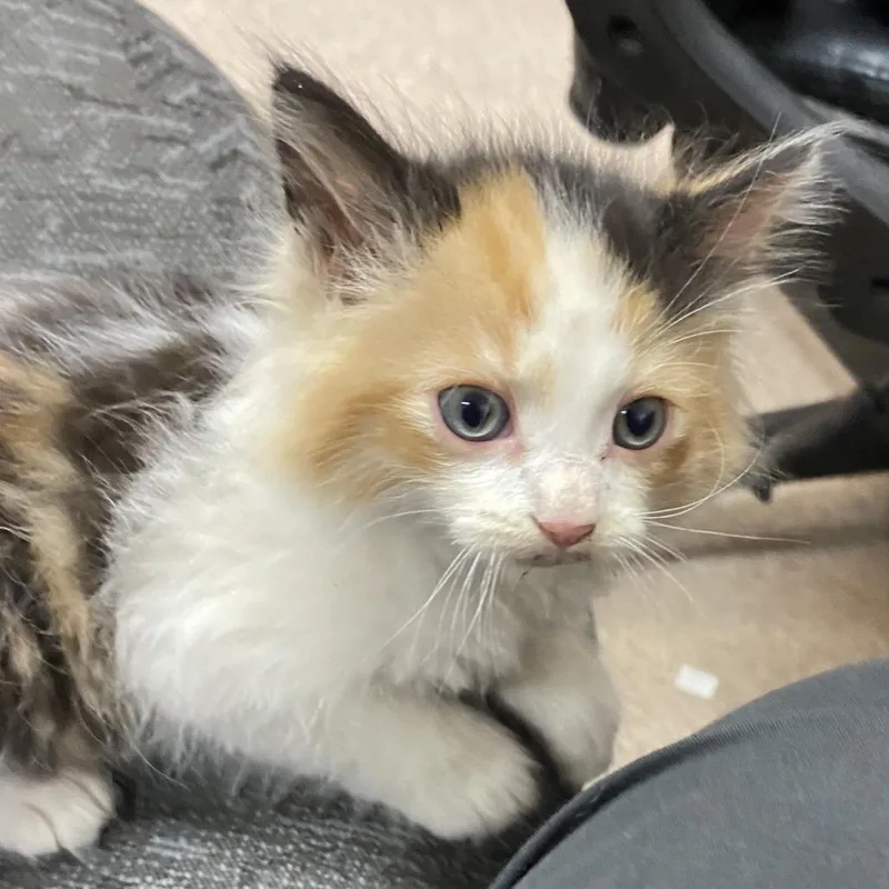 A baby small-sized female Calico Domestic Long Hair cat named Vervaine for adoption in Ardmore, OK