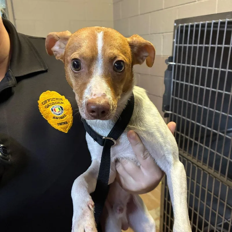 An adult small-sized male Mixed Breed dog named Charlie for adoption in Gadsden, AL