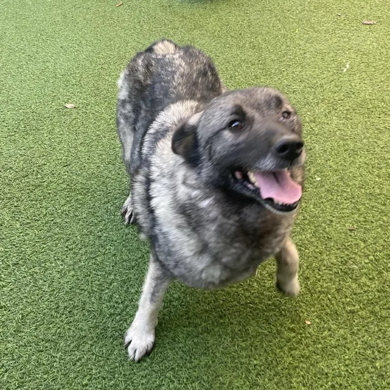 An adult medium-sized female White / Cream Norwegian Elkhound dog named Carolyn for adoption in LOXAHATCHEE, FL