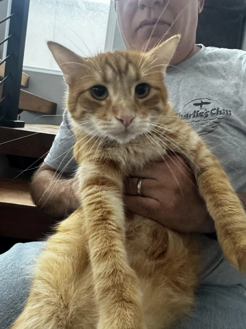 An adult large-sized male Orange / Red Tabby cat named Gheethe Melted Butter Cat! for adoption in Fountain Valley, CA