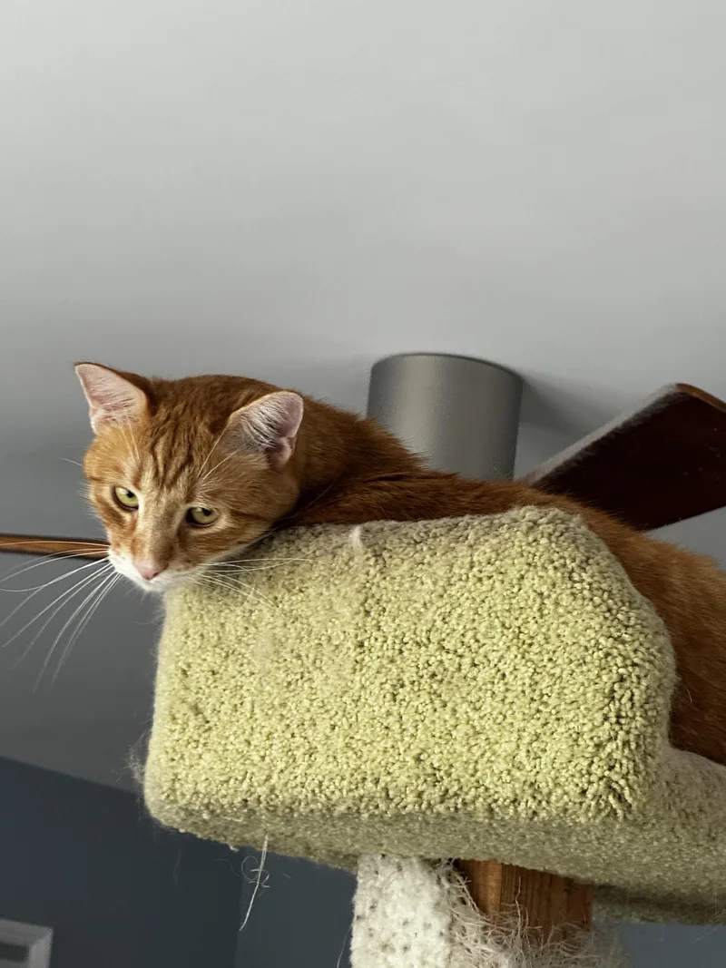Gheethe Melted Butter Cat! thumbnail 4