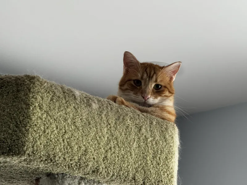 Gheethe Melted Butter Cat! thumbnail 5