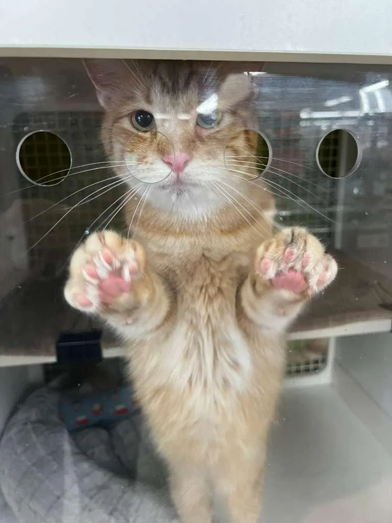 Gheethe Melted Butter Cat! thumbnail 6