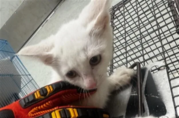 A baby small-sized female Domestic Short Hair cat named Gina for adoption in Van Nuys, CA